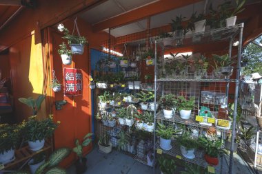 17 Ocak 2026 Canlı açık hava pazarı çeşitli ürünler ve hareketli toplum aktiviteleri sergiliyor