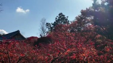 Tsutenkyo Köprüsü Sonbahar Sahnesi Kyoto Tarihi, 29 Kasım 2025