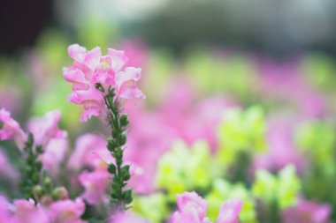 Narin pembe çiçekler yeşillikle huzurlu bir bahar ortamı yaratır.