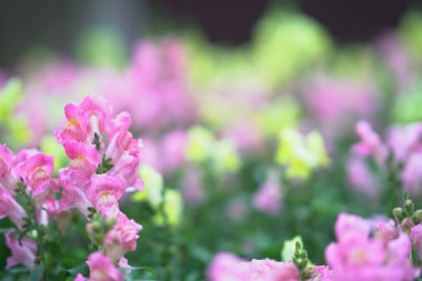 Narin pembe çiçekler yeşillikle huzurlu bir bahar ortamı yaratır.