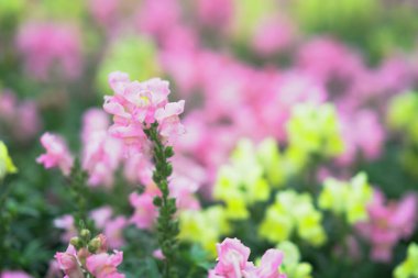 Narin pembe çiçekler yeşillikle huzurlu bir bahar ortamı yaratır.