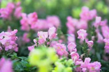 Narin pembe çiçekler yeşillikle huzurlu bir bahar ortamı yaratır.