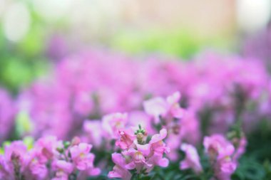 Narin pembe çiçekler yeşillikle huzurlu bir bahar ortamı yaratır.