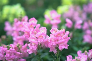 Narin pembe çiçekler yeşillikle huzurlu bir bahar ortamı yaratır.