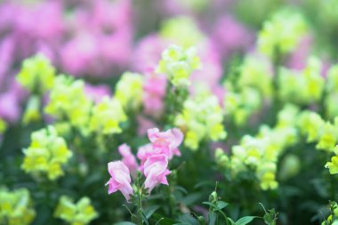 Yumuşak pastel sarı çiçekler yemyeşil bahar yaprakları sahnesini aydınlatır.