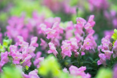 Narin pembe çiçekler yeşillikle huzurlu bir bahar ortamı yaratır.