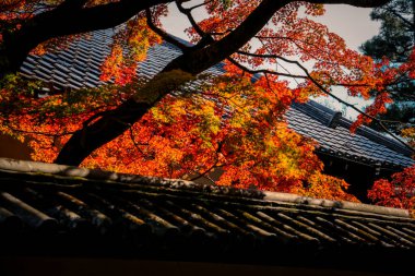 Vibrant Red Leaves tarafından çerçevelenmiş Picturesque Seasonal Walkway, 24 Kasım 2025