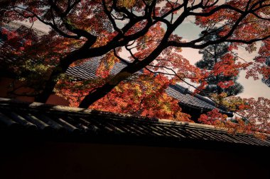 Vibrant Red Leaves tarafından çerçevelenmiş Picturesque Seasonal Walkway, 24 Kasım 2025