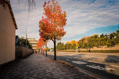 Sonbahar akçaağaç sıralı yol kenarı sakin Kyoto şehir manzarası atmosferi yaratıyor. 24 Kasım 2025