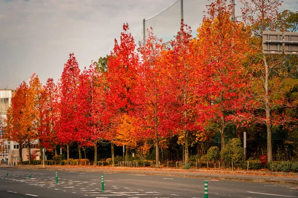 Sonbahar akçaağaç sıralı yol kenarı sakin Kyoto şehir manzarası atmosferi yaratıyor. 24 Kasım 2025