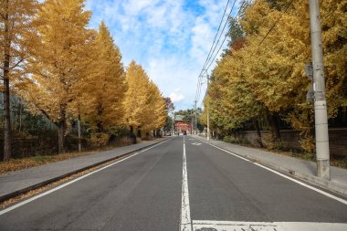 Tarihi Shinto tapınağı yolu 24 Kasım 2025 'te canlı sonbahar ginkgo ağaçlarıyla kaplı.