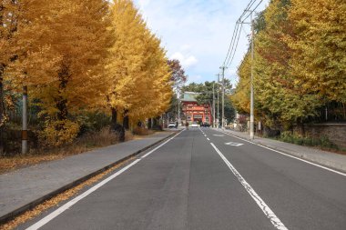 Tarihi Shinto tapınağı yolu 24 Kasım 2025 'te canlı sonbahar ginkgo ağaçlarıyla kaplı.