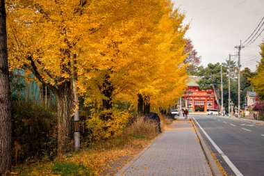 Tarihi Shinto tapınağı yolu 24 Kasım 2025 'te canlı sonbahar ginkgo ağaçlarıyla kaplı.