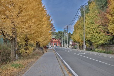Tarihi Shinto tapınağı yolu 24 Kasım 2025 'te canlı sonbahar ginkgo ağaçlarıyla kaplı.