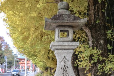 Taş lamba ve sonbahar ginkgosu 24 Kasım 2025 tarihli Shinto tapınağı yolu