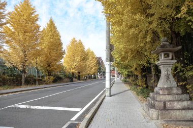 Tarihi Shinto tapınağı yolu 24 Kasım 2025 'te canlı sonbahar ginkgo ağaçlarıyla kaplı.