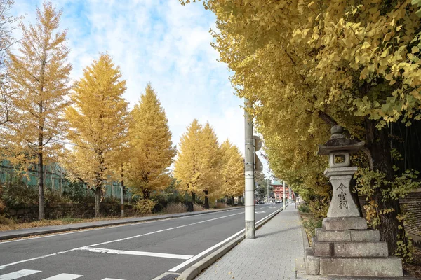 Tarihi Shinto tapınağı yolu 24 Kasım 2025 'te canlı sonbahar ginkgo ağaçlarıyla kaplı.