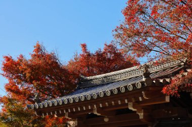 Kyoto, Japonya 'da sonbahar yeşillikleri ve sakin bir atmosferi var.