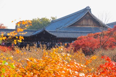 Canlı sonbahar yapraklarıyla çevrili tarihi ahşap köprü.