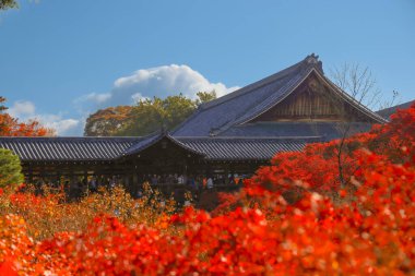 Canlı sonbahar yapraklarıyla çevrili tarihi ahşap köprü.