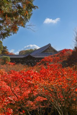 Canlı sonbahar yapraklarıyla çevrili tarihi ahşap köprü.