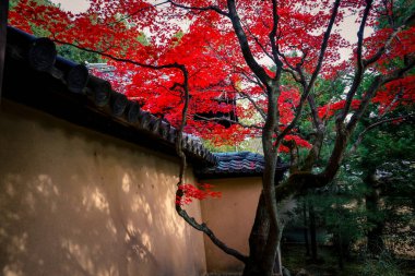 Çevrelenmiş Tarihi Zen Tapınağı Vibrant Sonbahar Akçaağaç Ağaçları 24 Kasım 2025