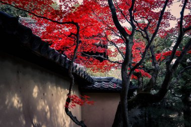 Çevrelenmiş Tarihi Zen Tapınağı Vibrant Sonbahar Akçaağaç Ağaçları 24 Kasım 2025