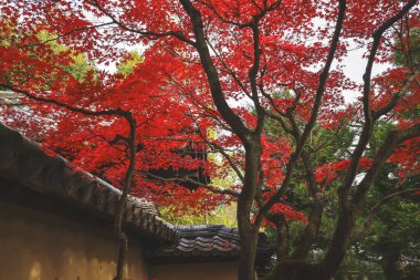 Çevrelenmiş Tarihi Zen Tapınağı Vibrant Sonbahar Akçaağaç Ağaçları 24 Kasım 2025