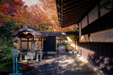 Canlı Mevsimlik Renkler Tarihi Japon Tapınağı Arazilerini Geliştiriyor 24 Kasım 2025