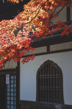 Görkemli Sonbahar Manzarası Tarihi Japon Mimarisi 24 Kasım 2025