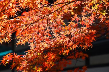 Çarpıcı Sonbahar Renkleri Tarihi Japon Zen Tapınağı No: 24 2025