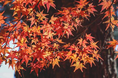 Çarpıcı Sonbahar Renkleri Tarihi Japon Zen Tapınağı No: 24 2025