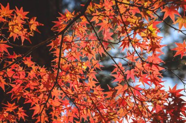 Çarpıcı Sonbahar Renkleri Tarihi Japon Zen Tapınağı No: 24 2025