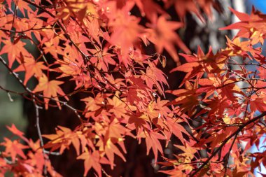 Çarpıcı Sonbahar Renkleri Tarihi Japon Zen Tapınağı No: 24 2025