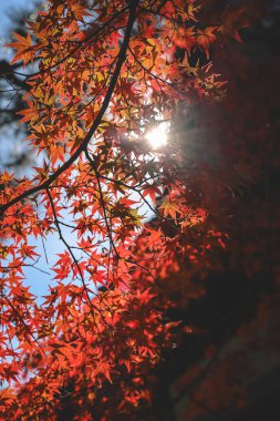 Çarpıcı Sonbahar Renkleri Tarihi Japon Zen Tapınağı No: 24 2025