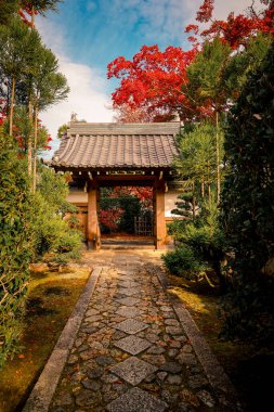 Sonbahar Yürüyüşü Vibrant Seasonal Renkler 24 Kasım 2025