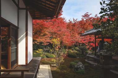 Japon Mevsimlik Güzelliğini Vurgulayan Sonbahar Yeşilliği 24 Kasım 2025