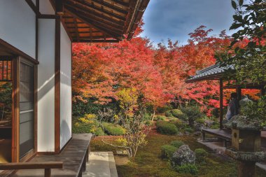 Japon Mevsimlik Güzelliğini Vurgulayan Sonbahar Yeşilliği 24 Kasım 2025