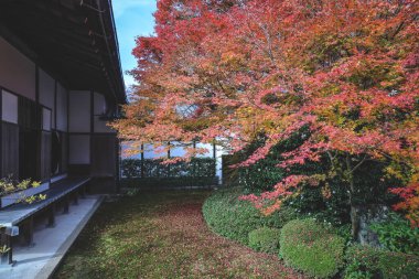 Japon Mevsimlik Güzelliğini Vurgulayan Sonbahar Yeşilliği 24 Kasım 2025