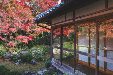 Kyoto 24 Kasım 2025 'te sakin akçaağaç bahçesine bakan Zen tapınağı penceresi