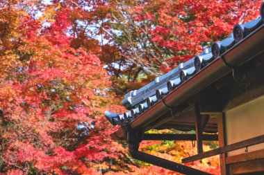 Japon Mevsimlik Güzelliğini Vurgulayan Sonbahar Yeşilliği 24 Kasım 2025