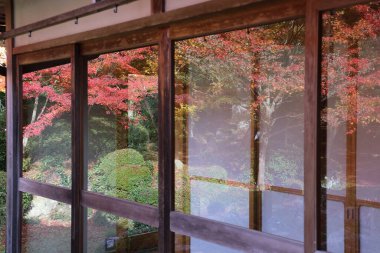 Japon Mevsimlik Güzelliğini Vurgulayan Sonbahar Yeşilliği 24 Kasım 2025