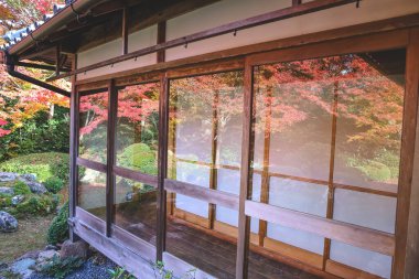 Japon Mevsimlik Güzelliğini Vurgulayan Sonbahar Yeşilliği 24 Kasım 2025