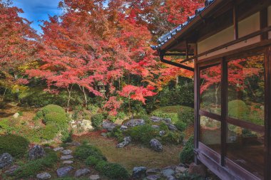 Japon Mevsimlik Güzelliğini Vurgulayan Sonbahar Yeşilliği 24 Kasım 2025