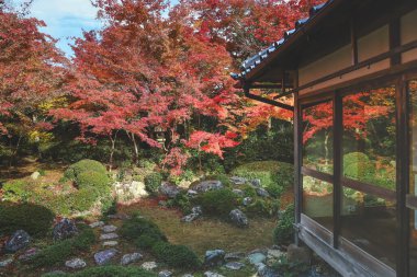 Japon Mevsimlik Güzelliğini Vurgulayan Sonbahar Yeşilliği 24 Kasım 2025