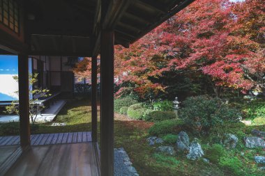 Japon Mevsimlik Güzelliğini Vurgulayan Sonbahar Yeşilliği 24 Kasım 2025