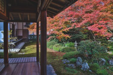 Japon Mevsimlik Güzelliğini Vurgulayan Sonbahar Yeşilliği 24 Kasım 2025