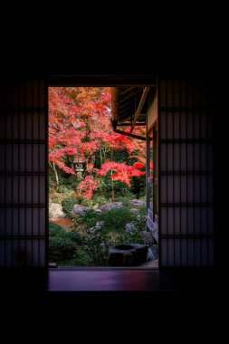 Kyoto 24 Kasım 2025 'te sakin akçaağaç bahçesine bakan Zen tapınağı penceresi