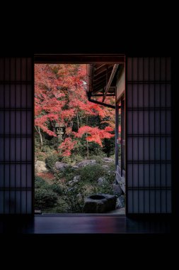 Kyoto 24 Kasım 2025 'te sakin akçaağaç bahçesine bakan Zen tapınağı penceresi