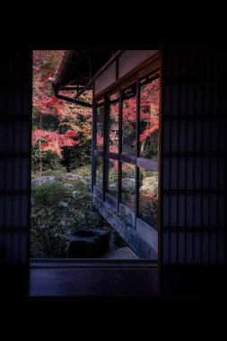 Kyoto 24 Kasım 2025 'te sakin akçaağaç bahçesine bakan Zen tapınağı penceresi